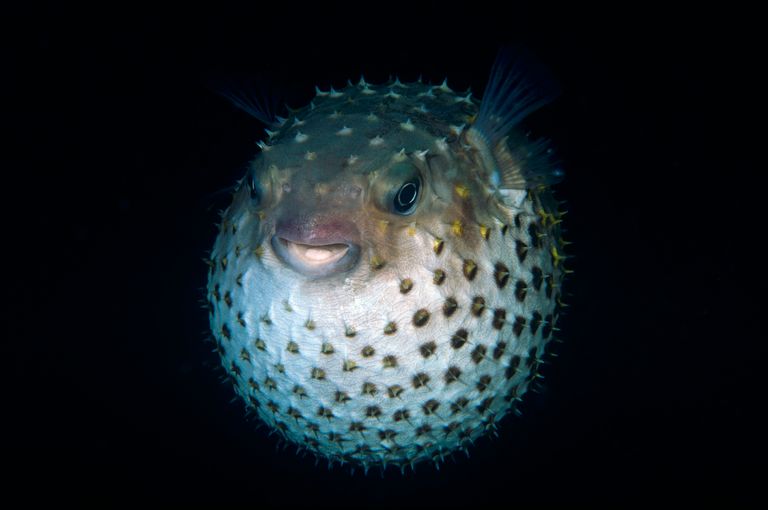 https://www.gettyimages.co.uk/detail/news-photo/porcupinefish-under-threat-red-sea-eilat-israel-date-news-photo/1061404156