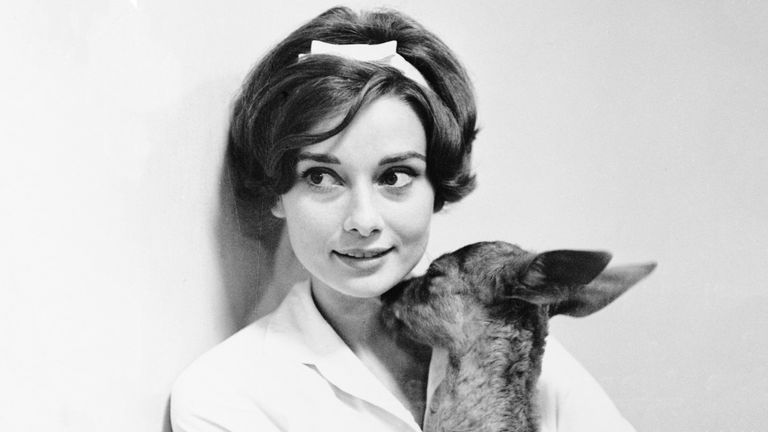 https://www.gettyimages.com/detail/news-photo/actress-audrey-hepburn-gets-a-kiss-from-her-pet-fawn-ip-in-news-photo/517256692?adppopup=true