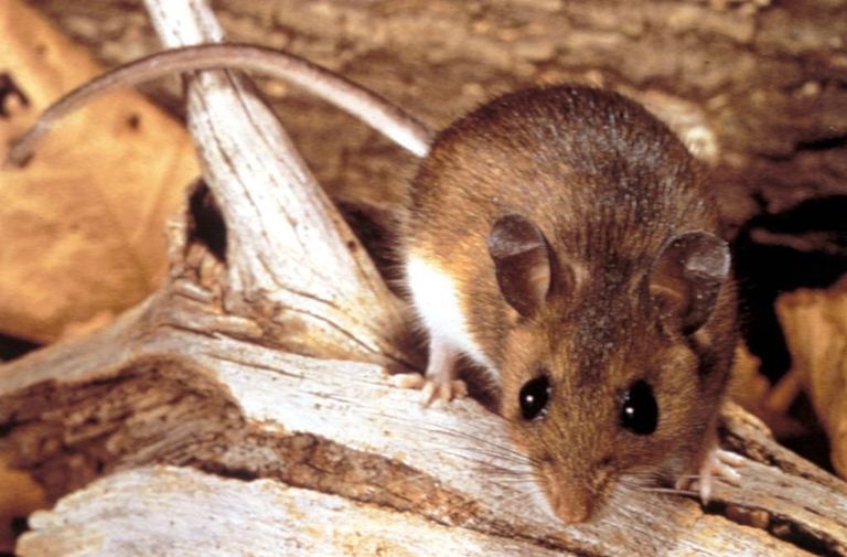 https://www.gettyimages.co.uk/detail/news-photo/deer-mouse-a-possible-transmitter-of-the-hantavirus-1990-news-photo/949167366