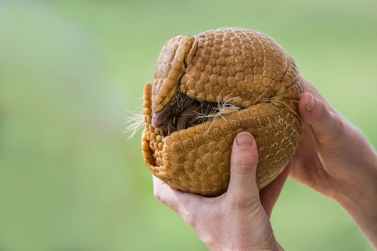 https://www.gettyimages.co.uk/detail/photo/three-banded-armadillo-royalty-free-image/681561400