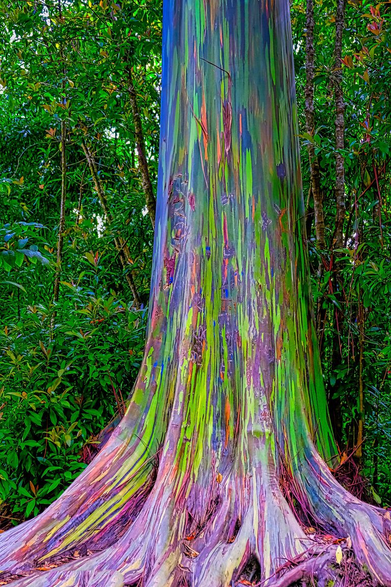 https://www.gettyimages.co.uk/detail/photo/rainbow-eucalyptus-trees-on-the-road-to-hana-maui-royalty-free-image/1403860785