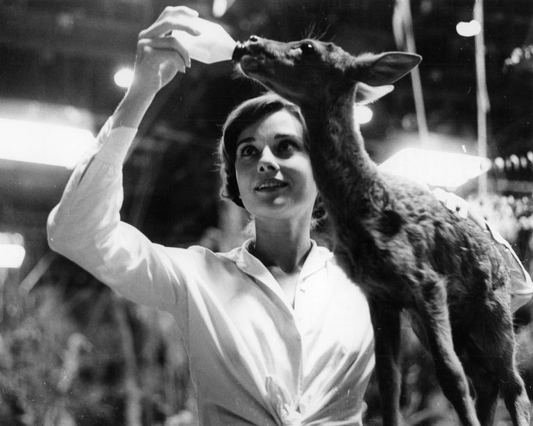 https://www.gettyimages.com/detail/news-photo/audrey-hepburn-off-camera-with-baby-deer-from-the-film-the-news-photo/123264833