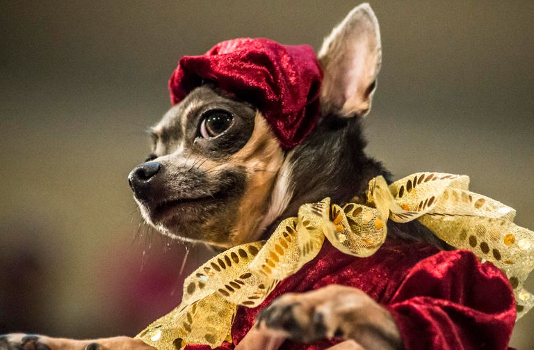 https://www.gettyimages.co.uk/detail/photo/costumed-dogs-royalty-free-image/1432665140