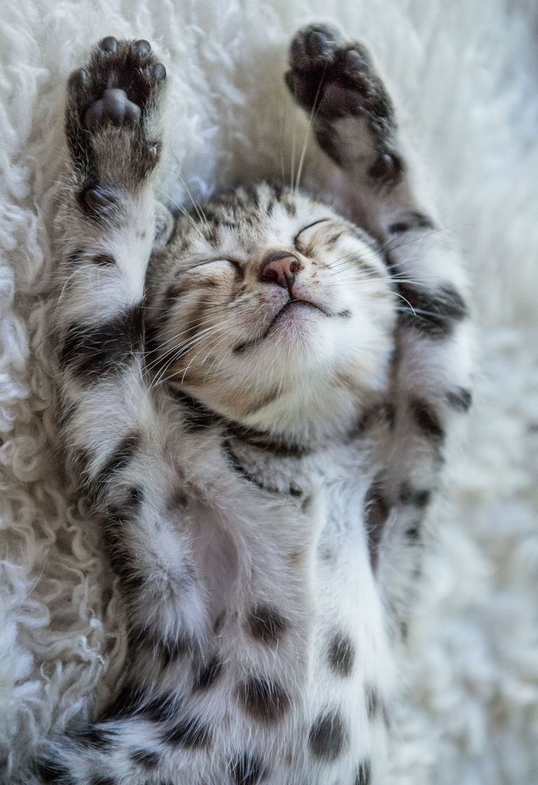https://www.gettyimages.co.uk/detail/photo/happy-bengal-baby-royalty-free-image/1019877298?phrase=sleeping+cat&adppopup=true