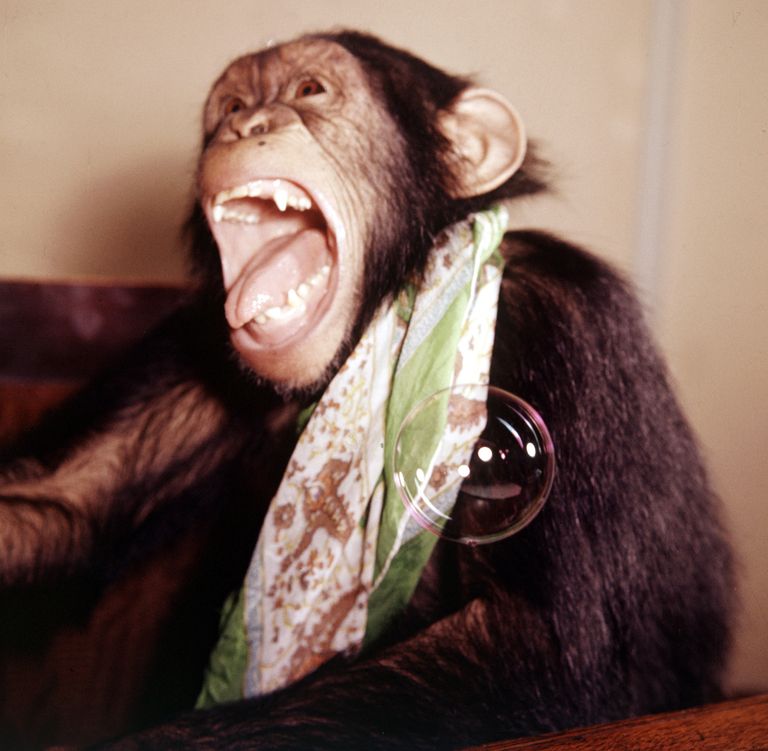 https://www.gettyimages.co.uk/detail/news-photo/chimpanzee-at-belle-vue-zoo-blowing-bubbles-news-photo/1450374557