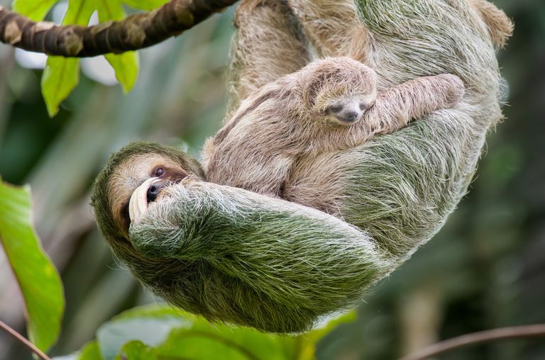 https://www.gettyimages.co.uk/detail/photo/brown-throated-three-toed-sloth-mother-and-baby-royalty-free-image/1090596634