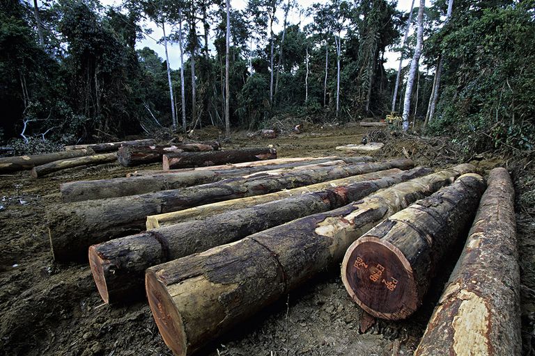https://www.gettyimages.co.uk/detail/photo/gabon-rainforest-logs-await-export-at-logging-camp-royalty-free-image/139819734?phrase=deforestation&adppopup=true