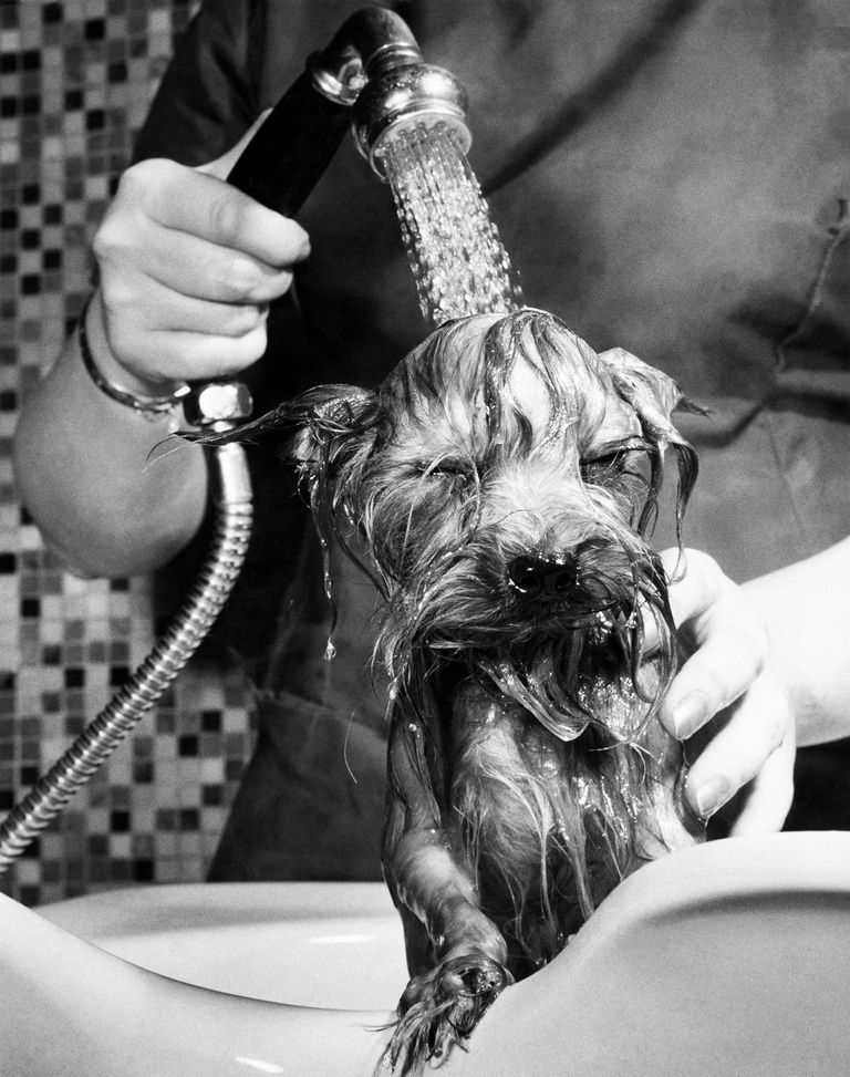 https://www.gettyimages.co.uk/detail/news-photo/yorkshire-terrier-dog-having-a-wash-may-1966-news-photo/1450405050