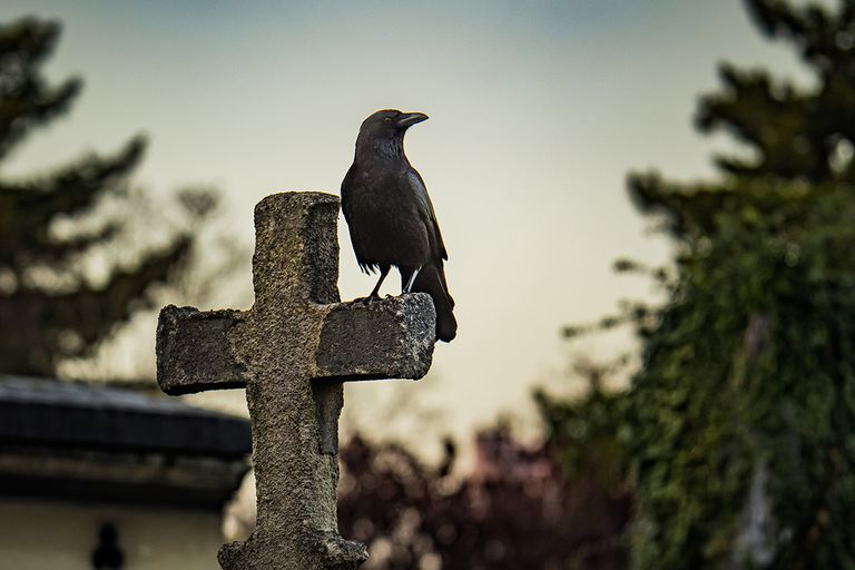 https://www.gettyimages.co.uk/detail/photo/crow-on-a-cross-royalty-free-image/1425809418?phrase=SCARY+BURIAL+GROUND&adppopup=true