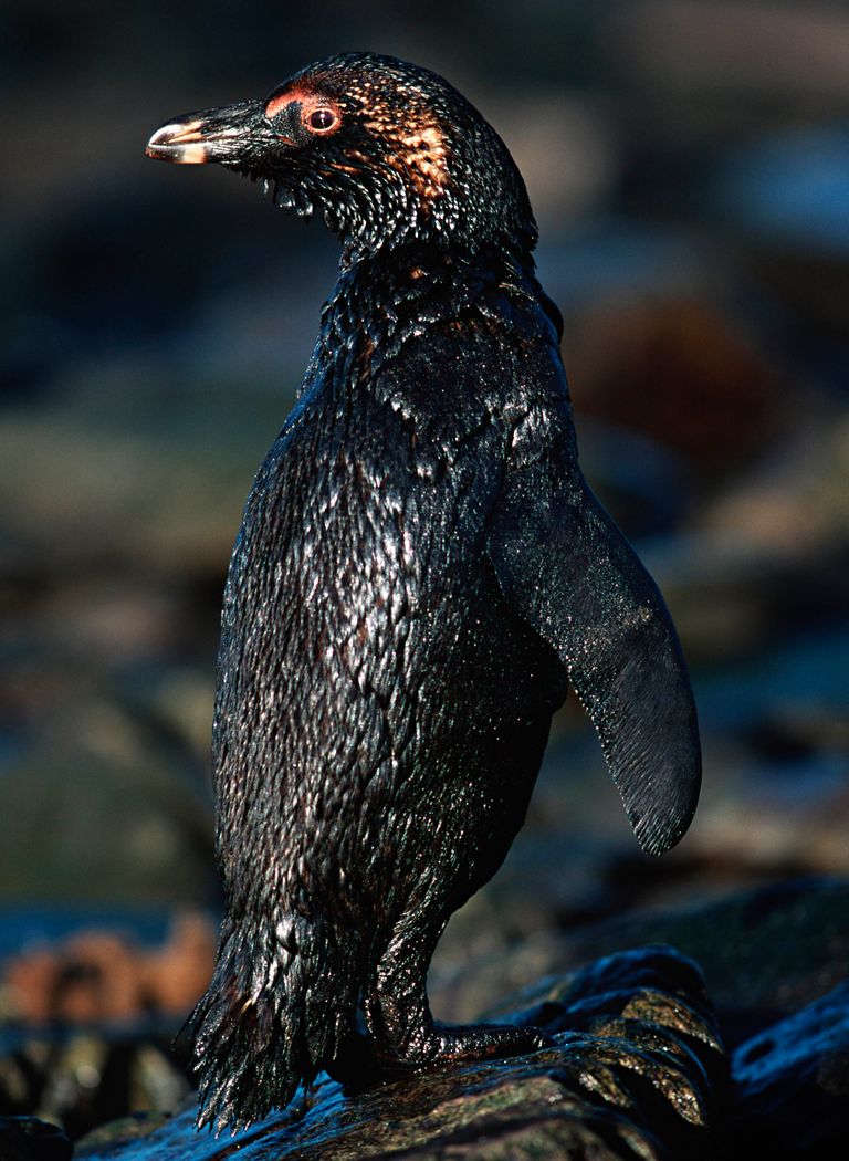 https://www.gettyimages.co.uk/detail/photo/jackass-penguin-covered-in-oil-from-oil-spill-off-royalty-free-image/128123952?phrase=oil+penguin&adppopup=true