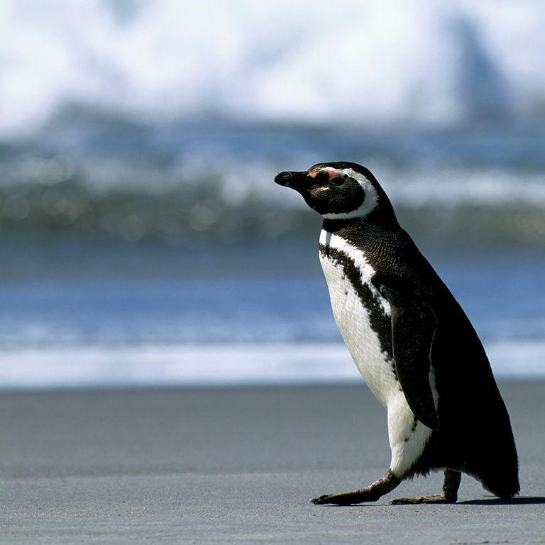 https://www.gettyimages.co.uk/detail/news-photo/falkland-islands-sea-lion-island-magellanic-penguin-on-news-photo/453766256?adppopup=true