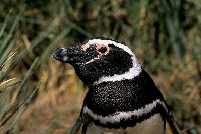 https://www.gettyimages.co.uk/detail/news-photo/falkland-island-carcass-island-magellanic-penguin-in-news-photo/453767318?adppopup=true