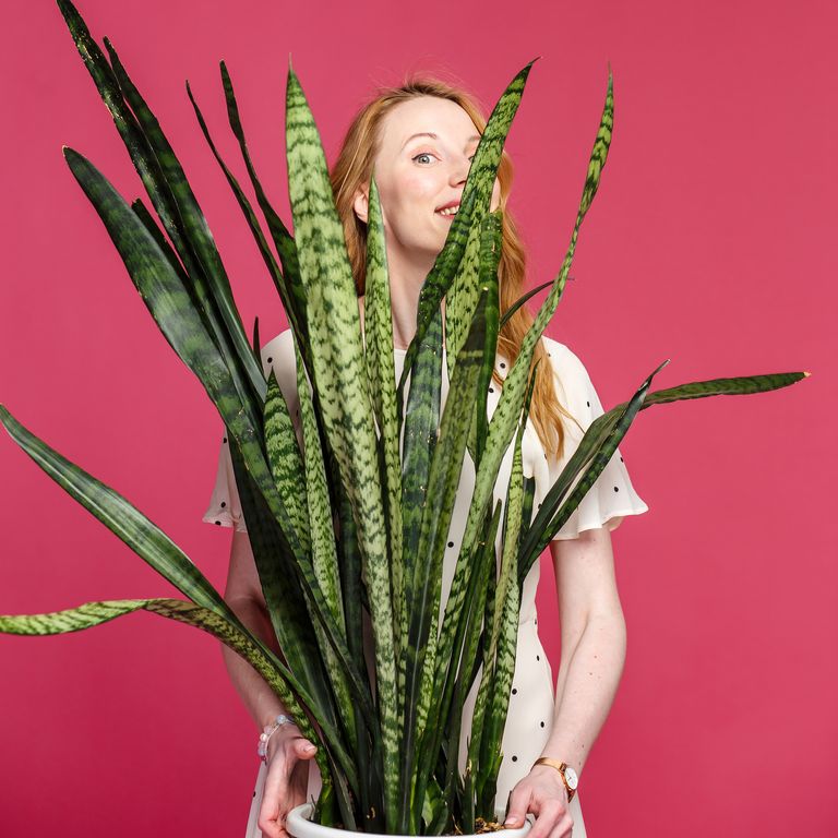 https://www.gettyimages.co.uk/detail/photo/beautiful-blonde-girl-holds-a-flower-sansevieria-in-royalty-free-image/1206614472?phrase=ivy+houseplant+woman&adppopup=true