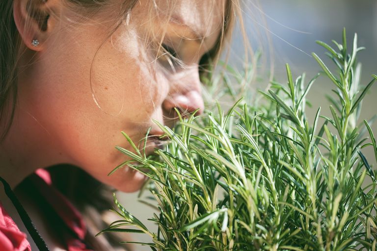 https://www.gettyimages.co.uk/detail/photo/woman-smelling-fresh-rosemary-royalty-free-image/143604265?phrase=Rosemary+plant+woman&adppopup=true