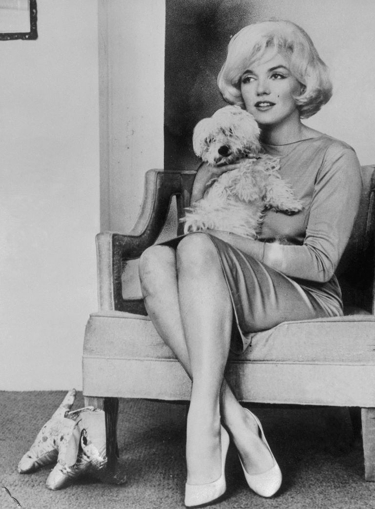 https://www.gettyimages.co.uk/detail/news-photo/marilyn-monroe-is-shown-with-her-small-white-dog-maf-in-one-news-photo/517258378