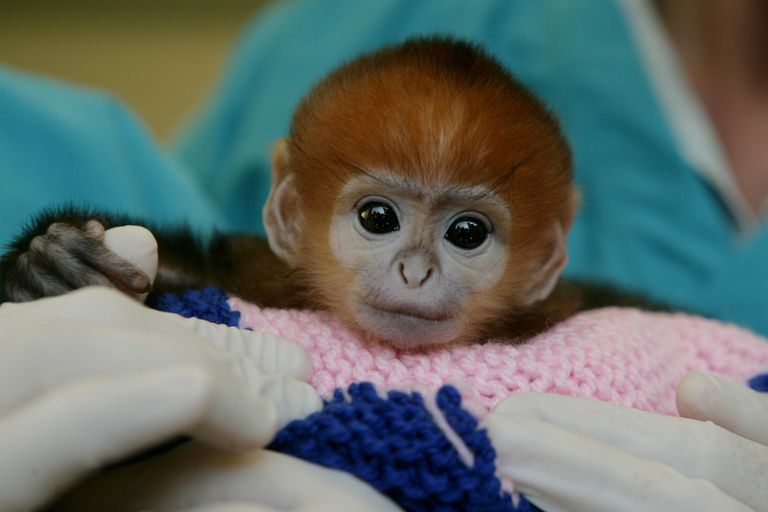 https://www.gettyimages.co.uk/detail/news-photo/elke-the-baby-francois-langur-or-leaf-monkey-was-born-at-news-photo/118366568?adppopup=true