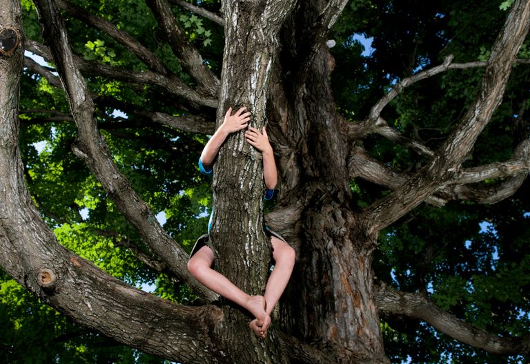 https://www.gettyimages.co.uk/detail/photo/kids-in-maple-tree-royalty-free-image/82492467?phrase=kid+tree+climbing