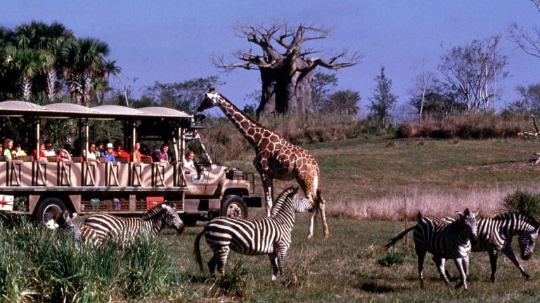 https://www.gettyimages.com/detail/news-photo/the-kilimanjaro-safari-africa-at-the-new-animal-kingdom-news-photo/830008836