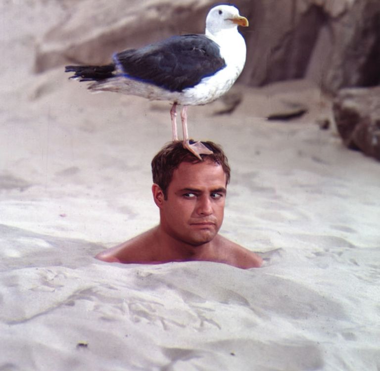 https://www.gettyimages.co.uk/detail/news-photo/actor-marlon-brando-with-a-seagull-during-a-scene-of-the-news-photo/1587701950?adppopup=true