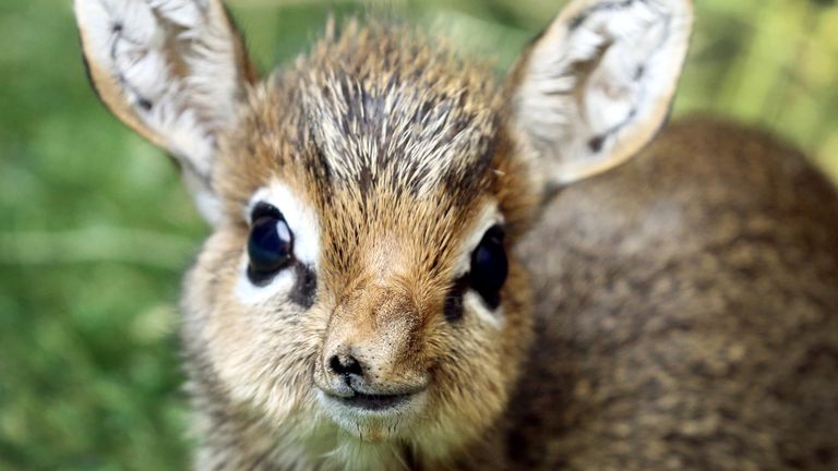 https://www.gettyimages.co.uk/detail/news-photo/the-only-13-day-old-salts-dik-dik-antelope-looks-out-at-the-news-photo/1039918816?adppopup=true