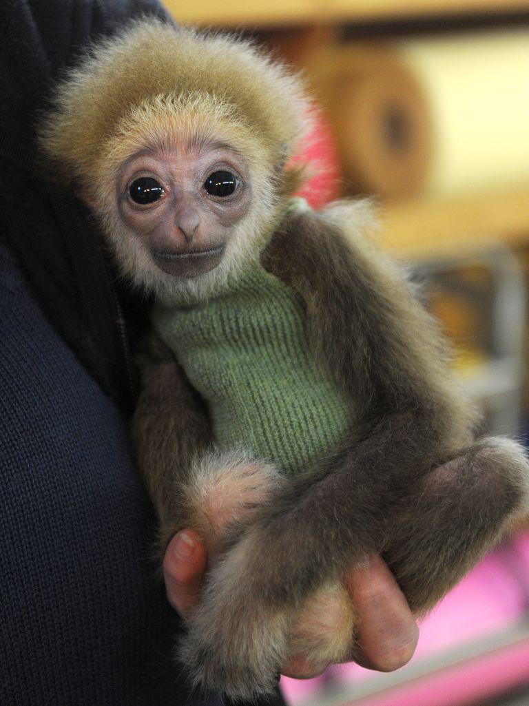 https://www.gettyimages.co.uk/detail/news-photo/zoo-keeper-holds-a-three-month-old-baby-white-handed-gibbon-news-photo/142606691?adppopup=true