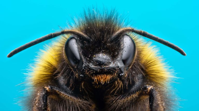 https://www.gettyimages.co.uk/detail/photo/angry-bumblebee-royalty-free-image/517852738?phrase=bee+close+up&adppopup=true