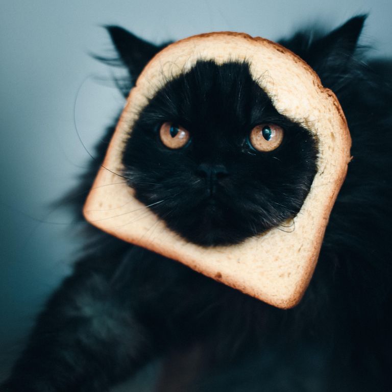https://www.gettyimages.co.uk/detail/photo/cat-sandwich-royalty-free-image/146582583?phrase=funny+bread&adppopup=true