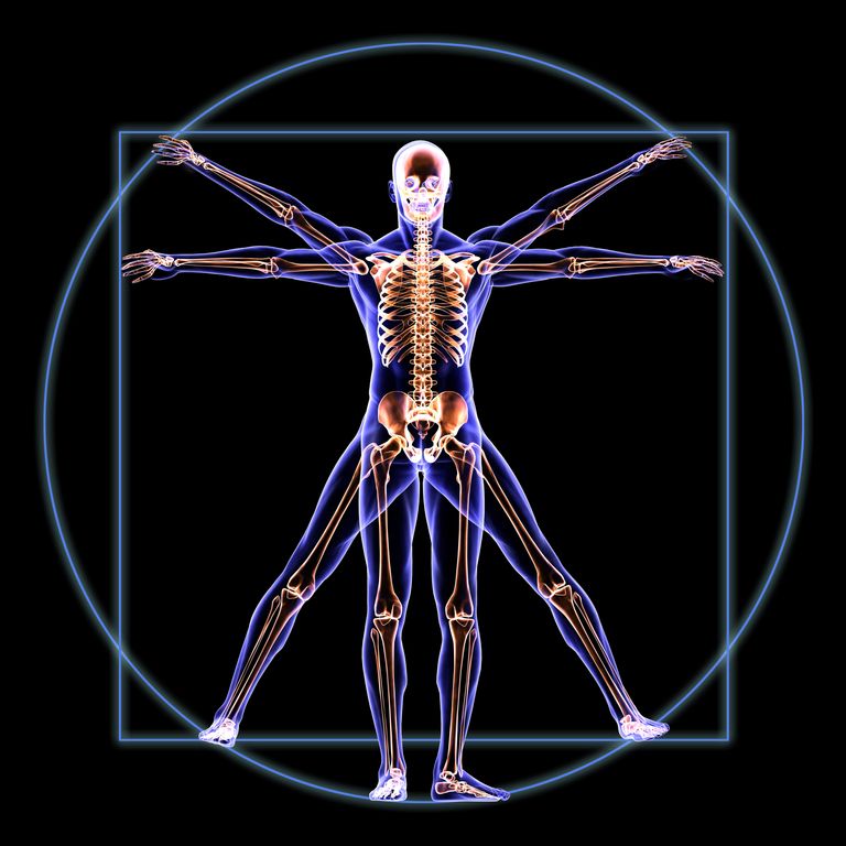 https://www.gettyimages.co.uk/detail/photo/vitruvian-skeleton-man-anatomy-royalty-free-image/496031805?phrase=body+X+ray+man&adppopup=true