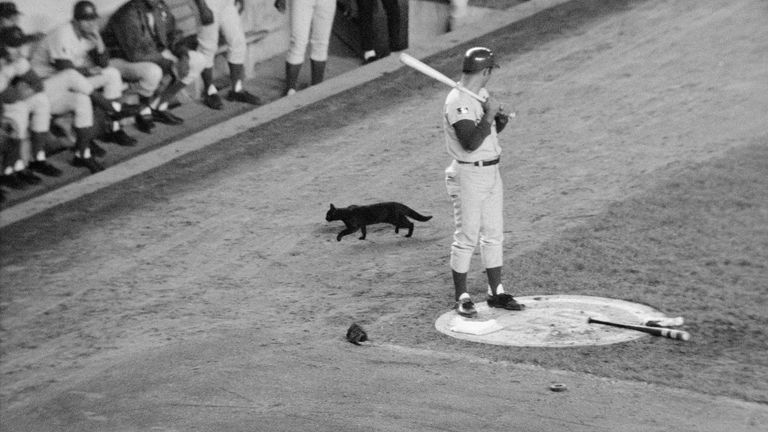https://www.gettyimages.co.uk/detail/news-photo/black-cat-crosses-the-path-of-chicago-cubs-player-ron-santo-news-photo/515392788