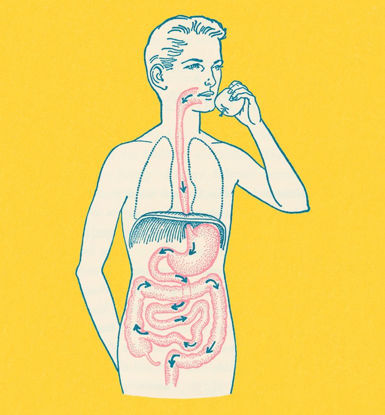 https://www.gettyimages.co.uk/detail/illustration/boys-gastrointestinal-tract-royalty-free-illustration/152405103