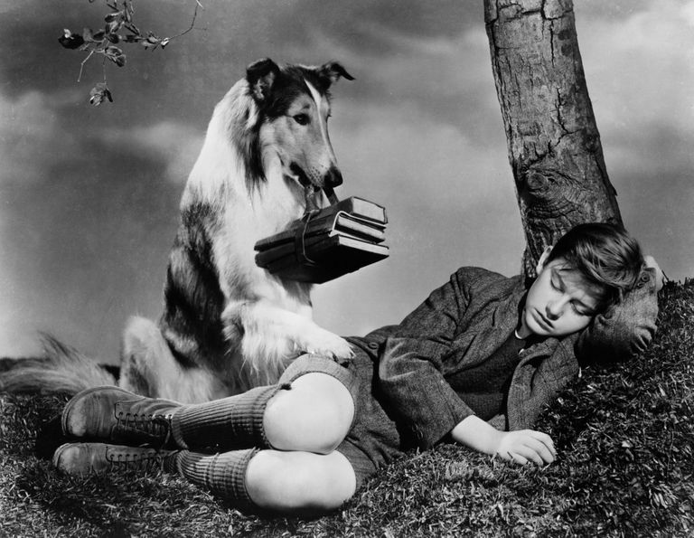 https://www.gettyimages.co.uk/detail/news-photo/lassie-attempts-to-wake-up-roddy-mcdowall-in-a-scene-from-news-photo/161059837