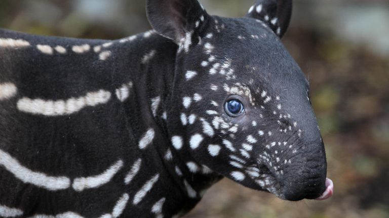 https://www.gettyimages.co.uk/detail/news-photo/week-old-baby-tapir-named-kejutan-makes-his-first-news-photo/809585644?adppopup=true