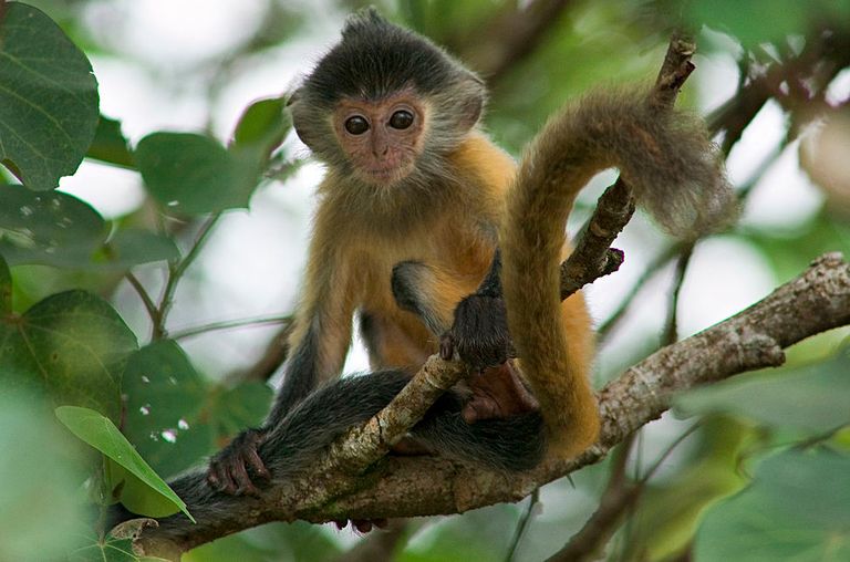https://www.gettyimages.co.uk/detail/news-photo/an-infant-silvered-leaf-monkey-or-silver-langur-sits-in-the-news-photo/167643708