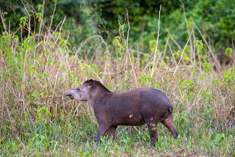 https://www.gettyimages.co.uk/detail/news-photo/south-american-tapir-at-the-pouso-alegre-lodge-in-the-news-photo/460613038