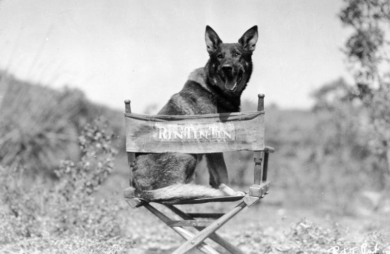 https://www.gettyimages.co.uk/detail/news-photo/portrait-of-the-canine-actor-rin-tin-tin-a-german-shepherd-news-photo/2695607