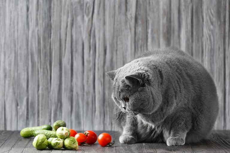 https://www.gettyimages.com/detail/photo/pedigree-cat-eats-vegetables-fat-shorthair-diet-royalty-free-image/1572793353?phrase=Vegetarian+diet+animal