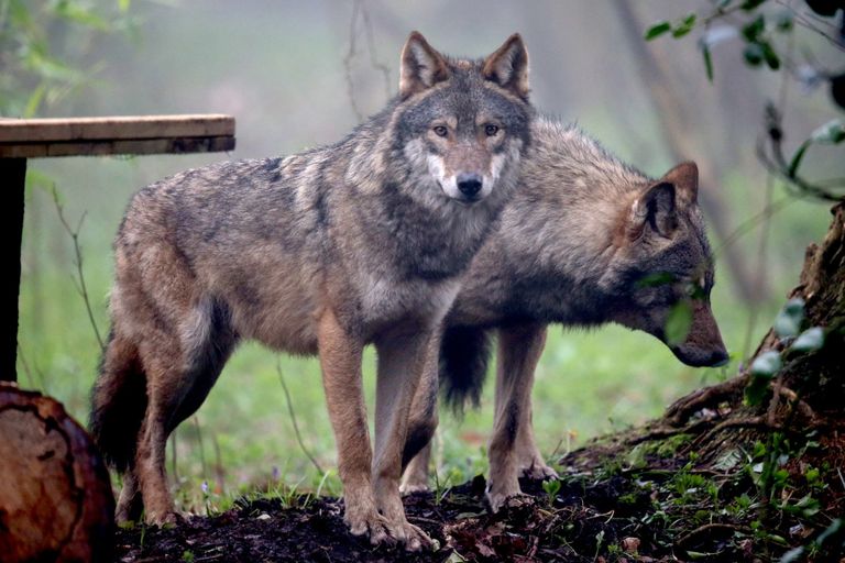https://www.gettyimages.co.uk/detail/news-photo/two-young-male-wolves-two-of-five-that-have-recently-news-photo/478405277?adppopup=true