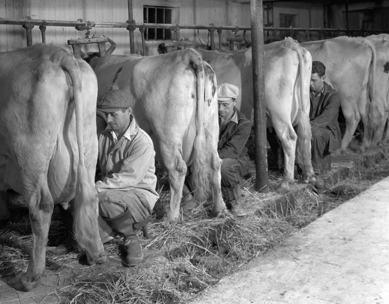 https://www.gettyimages.com/detail/news-photo/1930s-1940s-three-men-hand-milking-three-milk-cows-in-dairy-news-photo/563936783