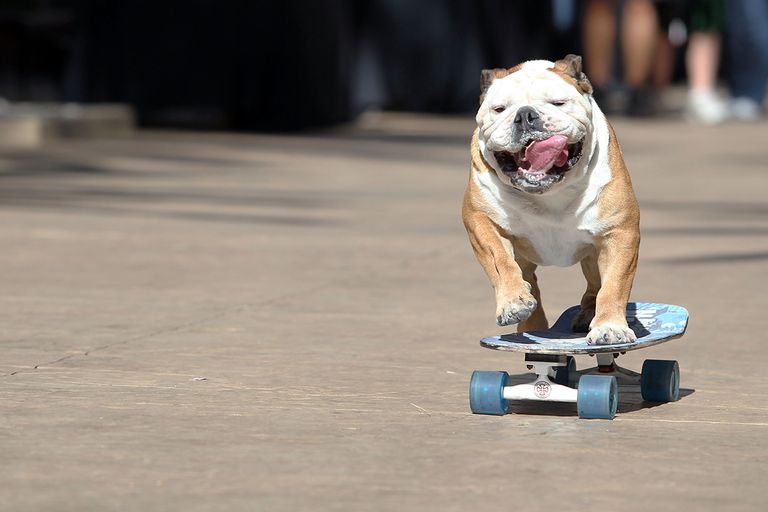 https://www.gettyimages.com/detail/news-photo/tillman-the-skateboarding-dog-arrives-at-the-third-annual-news-photo/131558473