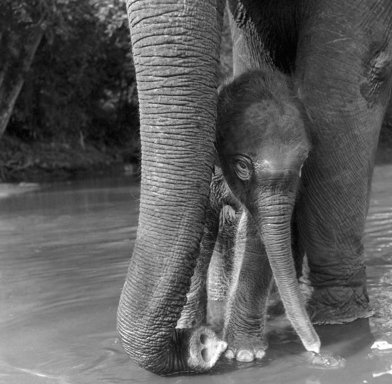 https://www.gettyimages.com/detail/news-photo/animals-baby-elephant-news-photo/120417226?adppopup=true