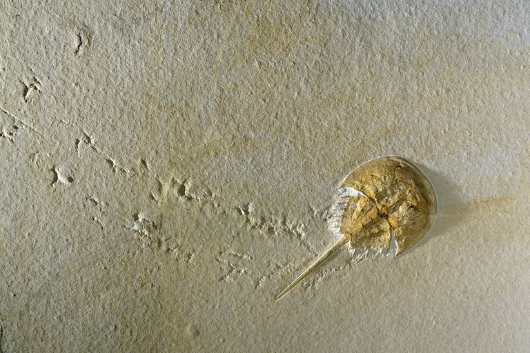 https://www.gettyimages.com/detail/news-photo/fossilized-horseshoe-crab-15-centimeters-long-with-its-news-photo/146141076