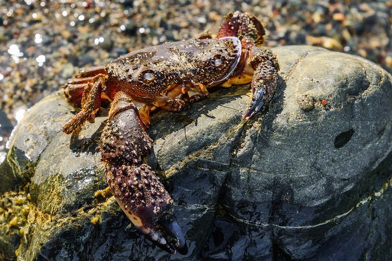 https://www.gettyimages.com/detail/photo/sea-crab-on-the-stone-large-dead-crab-closeup-empty-royalty-free-image/1441358631?phrase=crab+evolution
