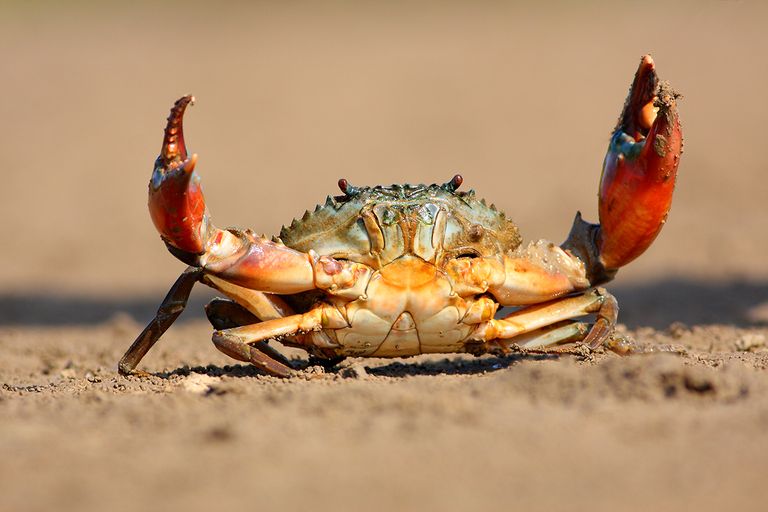 https://www.gettyimages.com/detail/photo/crab-royalty-free-image/918843874?phrase=crabs