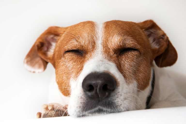 https://www.gettyimages.com/detail/photo/sleepy-dog-royalty-free-image/538807330?phrase=Let+sleeping+dogs+lie