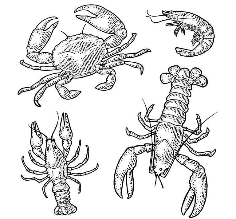 https://www.gettyimages.com/detail/illustration/set-sea-animal-crustacean-lobster-crab-royalty-free-illustration/1311703919?phrase=crab+Lobster
