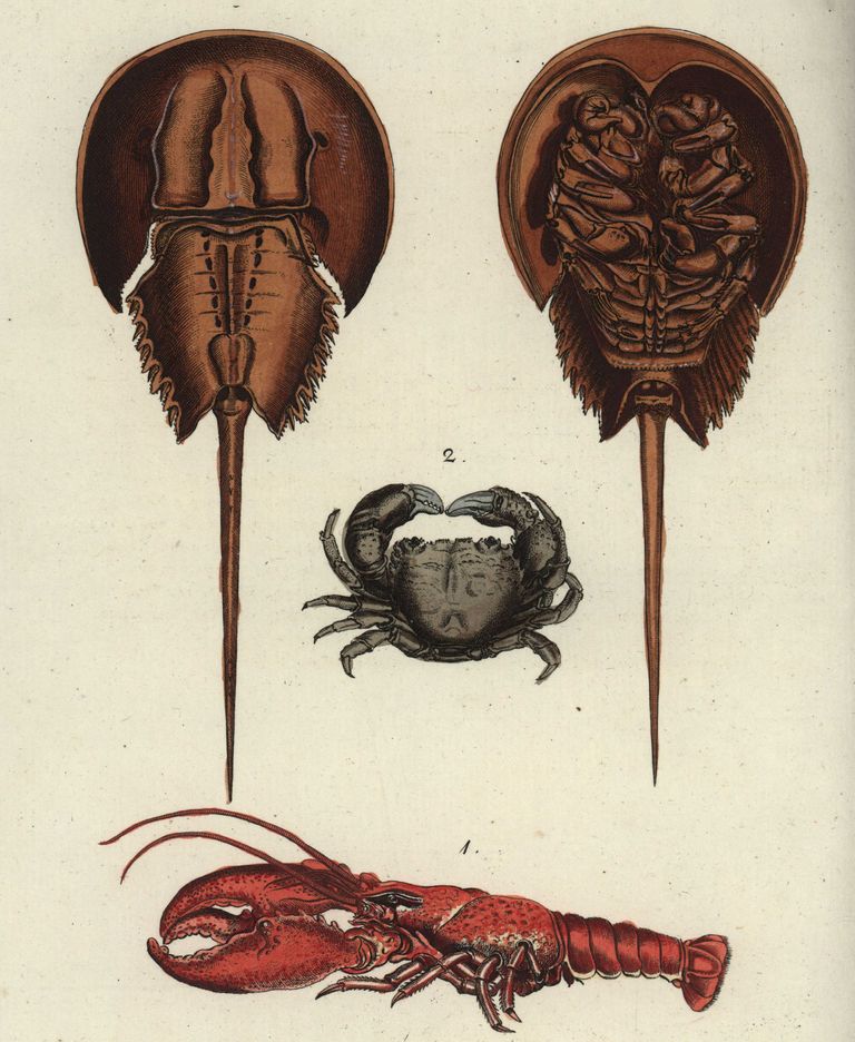 https://www.gettyimages.com/detail/news-photo/european-lobster-homarus-gammarus-1-edible-crab-cancer-news-photo/1755351552