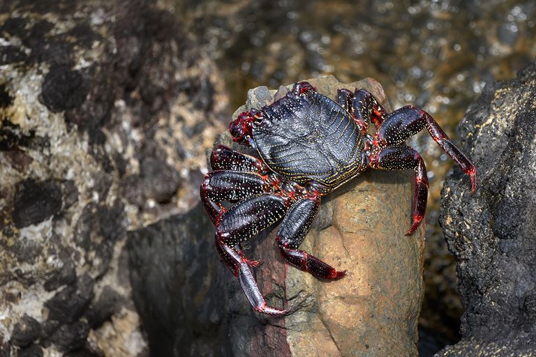 https://www.gettyimages.com/detail/photo/atlantic-red-rock-crab-young-animal-with-beginning-royalty-free-image/1688510531?phrase=crab+evolution