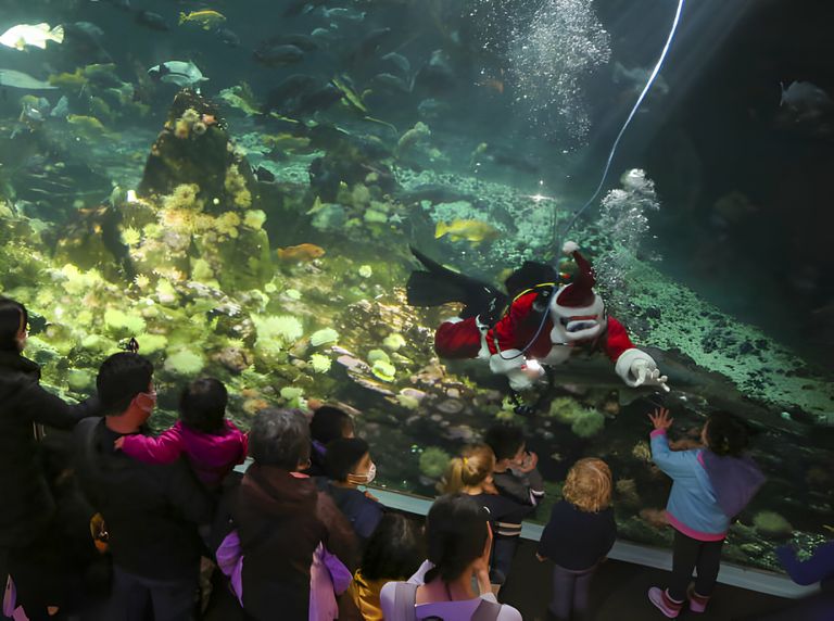 https://www.gettyimages.co.uk/detail/news-photo/diver-wearing-santa-claus-costume-gestures-as-he-dives-at-news-photo/1236594683