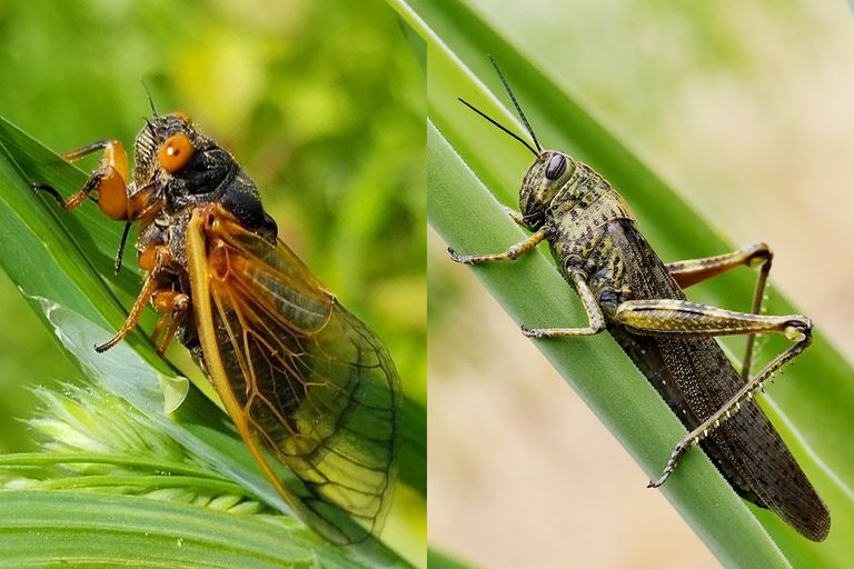 cicada and locusts