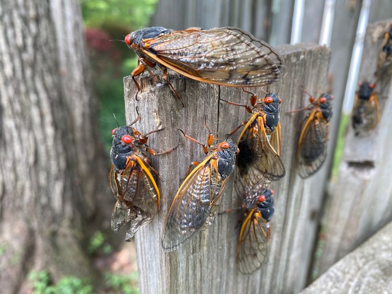 https://www.gettyimages.co.uk/detail/photo/brood-x-cicada-swarm-on-a-fence-royalty-free-image/1320057324